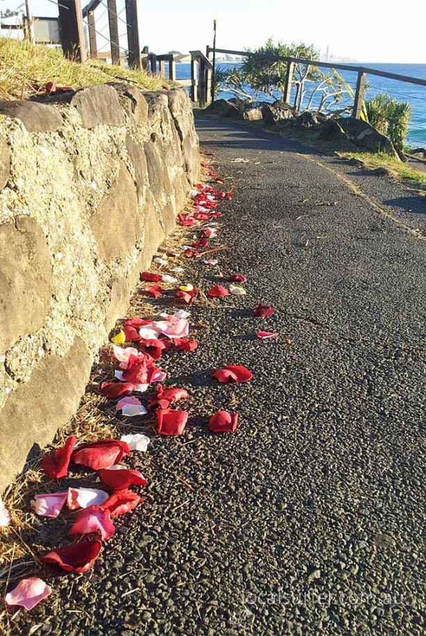 7:19 am - Petals, left overs from a ceremony brighten the walking track