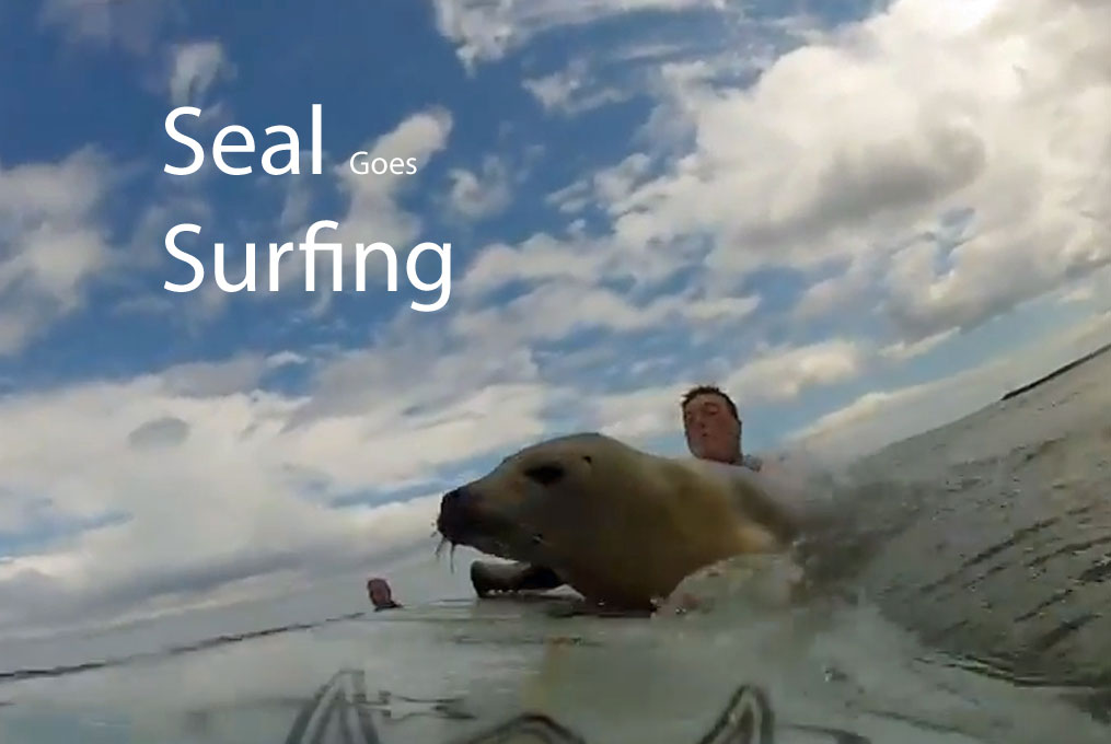 Surfing Seal