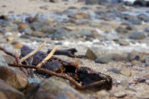 Sticks and stones